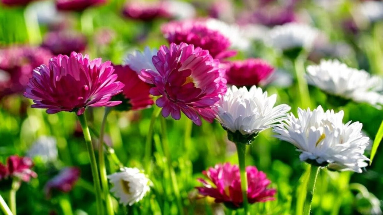 Egzama temriye gibi deri hastalıklarında şikayetleri giderir. Karaciğer hastalıklarında faydalıdır. İşte o ot