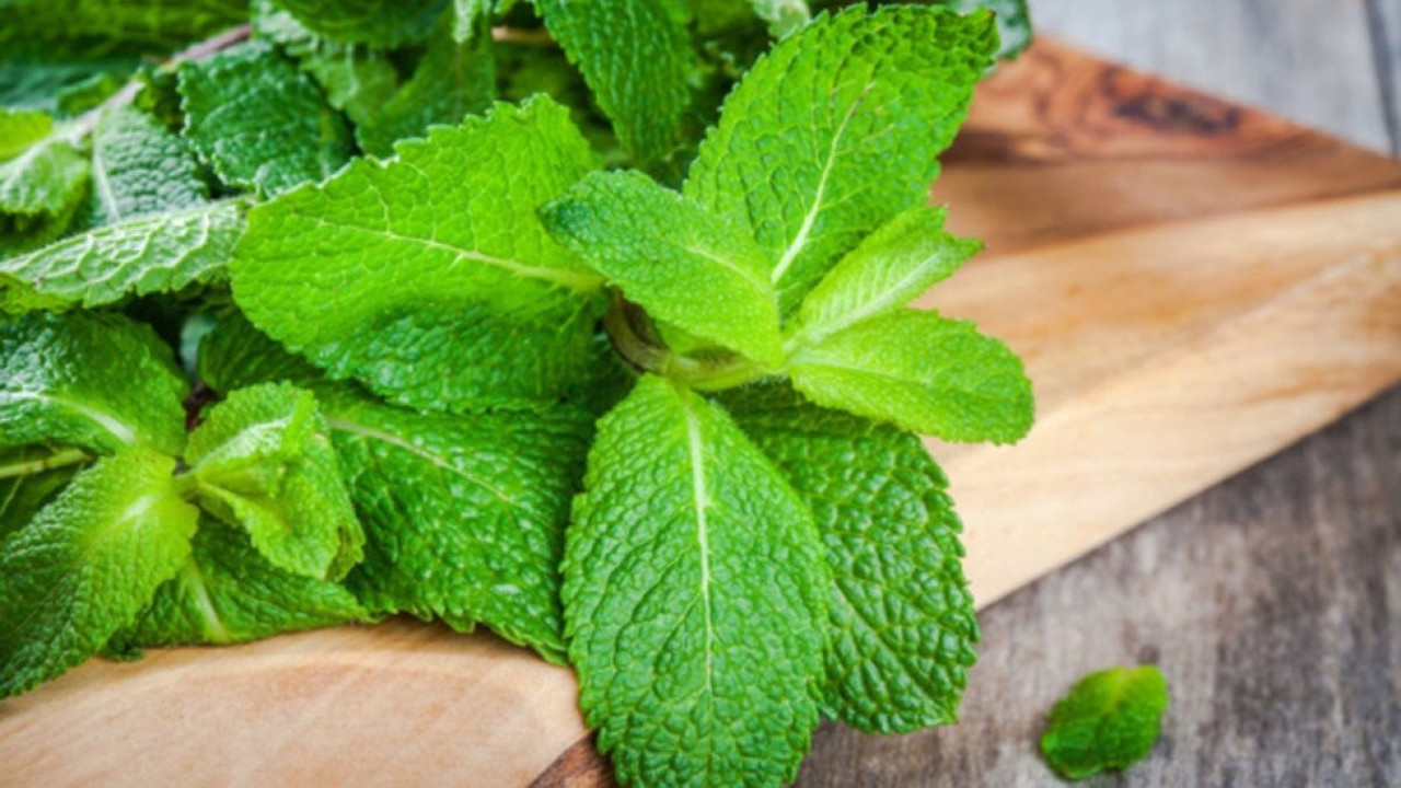 Ot değil mübarek hayat iksiri. Faydası olmadığı hastalık yok. Şifa saçan ot ortaya çıktı