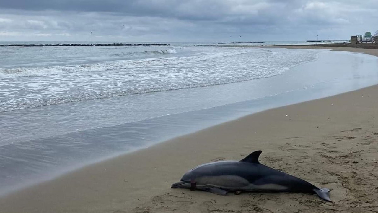 Ölü yunus sahile vurdu (18 Şubat 2024)