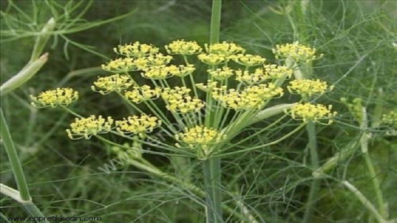 Boğmaca dalak hastalıklarına iyi geliyor. Kalp hastalıklarına romatizma faydalıdır. İşte şifa saçan ot