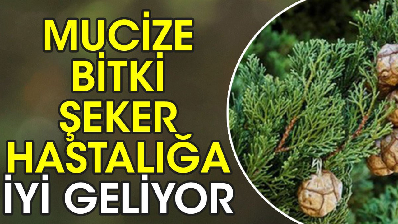 Kanamaları durdurur. İshali keser. Şeker hastalığında da faydalıdır. İşte o mucize bitki