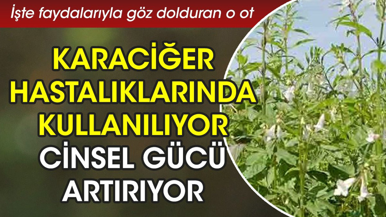Karaciğer hastalıklarında kullanılıyor. Cinsel gücü artırıyor. İşte faydalarıyla göz dolduran o ot