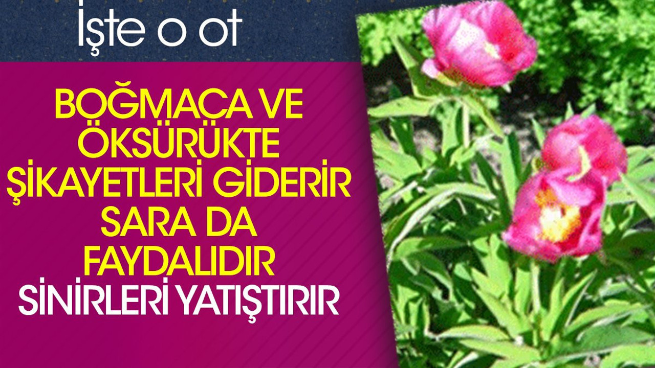 Boğmaca ve öksürükte şikayetleri giderir. Sara da faydalıdır. Sinirleri yatıştırır. İşte o ot