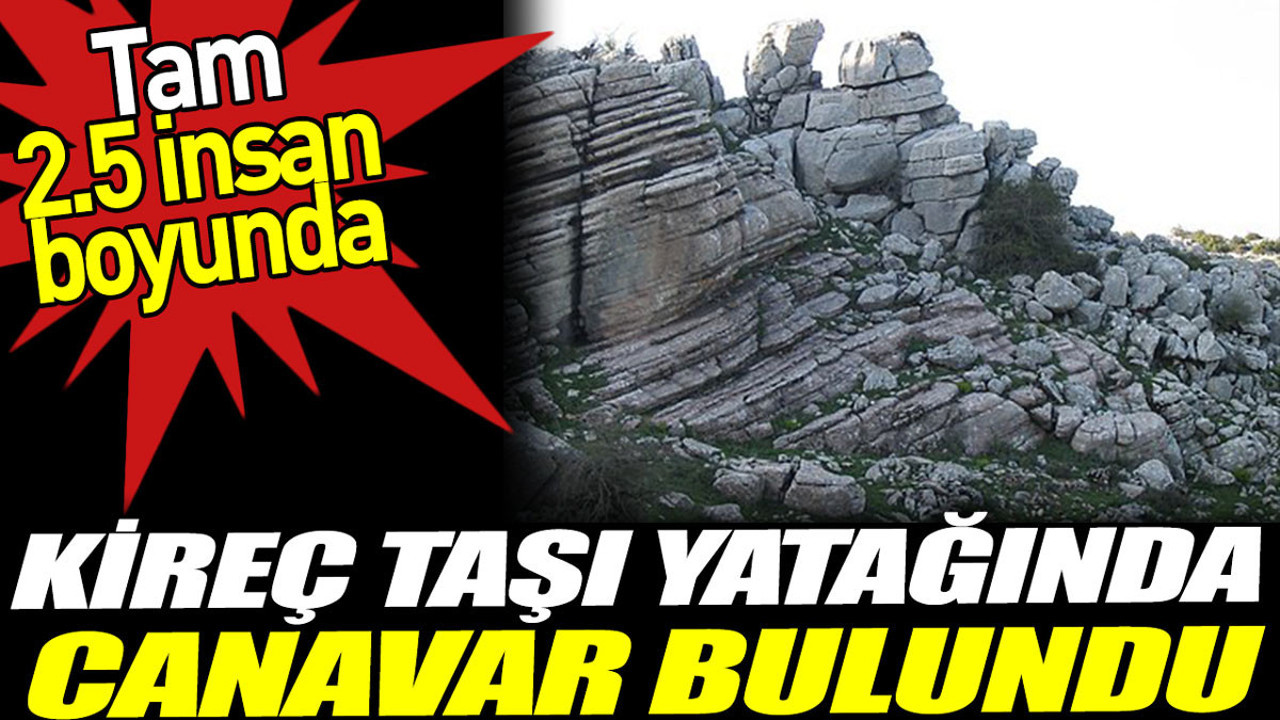 Kireç taşı yatağında canavar bulundu. Tam 2.5 insan boyunca