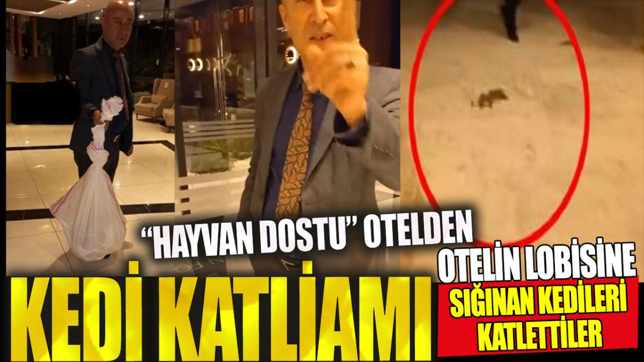 Hayvan dostu otelden kedi katliamı. Otelin lobisine sığınan kedileri katlettiler. Bu nasıl vicdan
