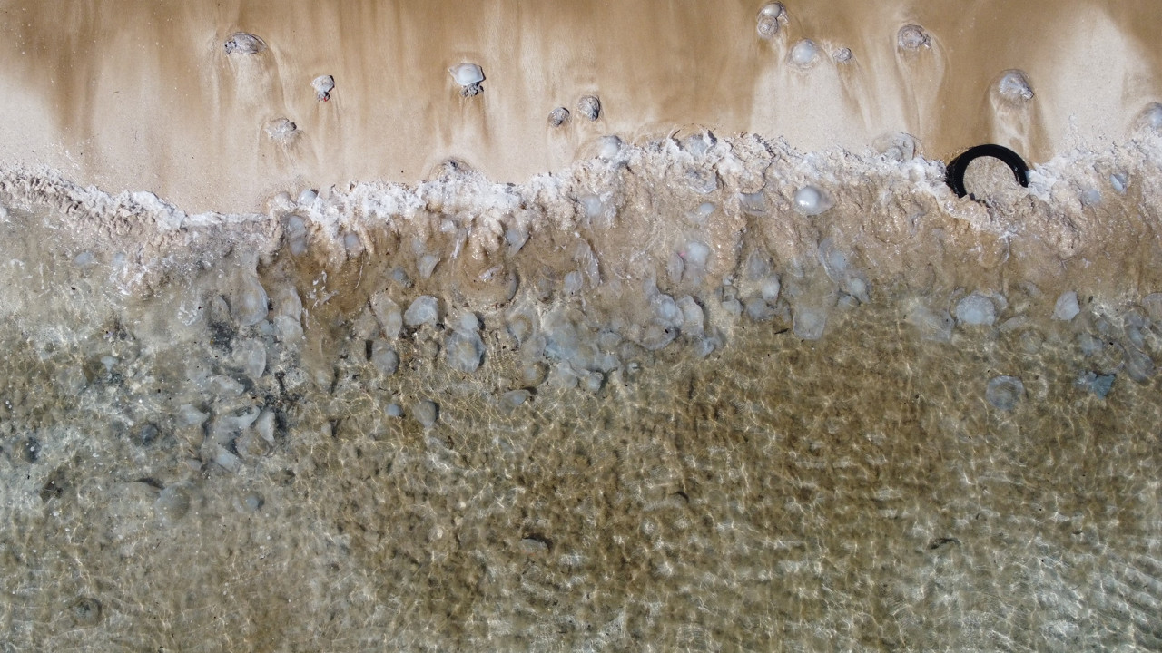 Akdeniz kıyılarını yüzlerce denizanası bastı, vatandaşlar paniğe kapıldı