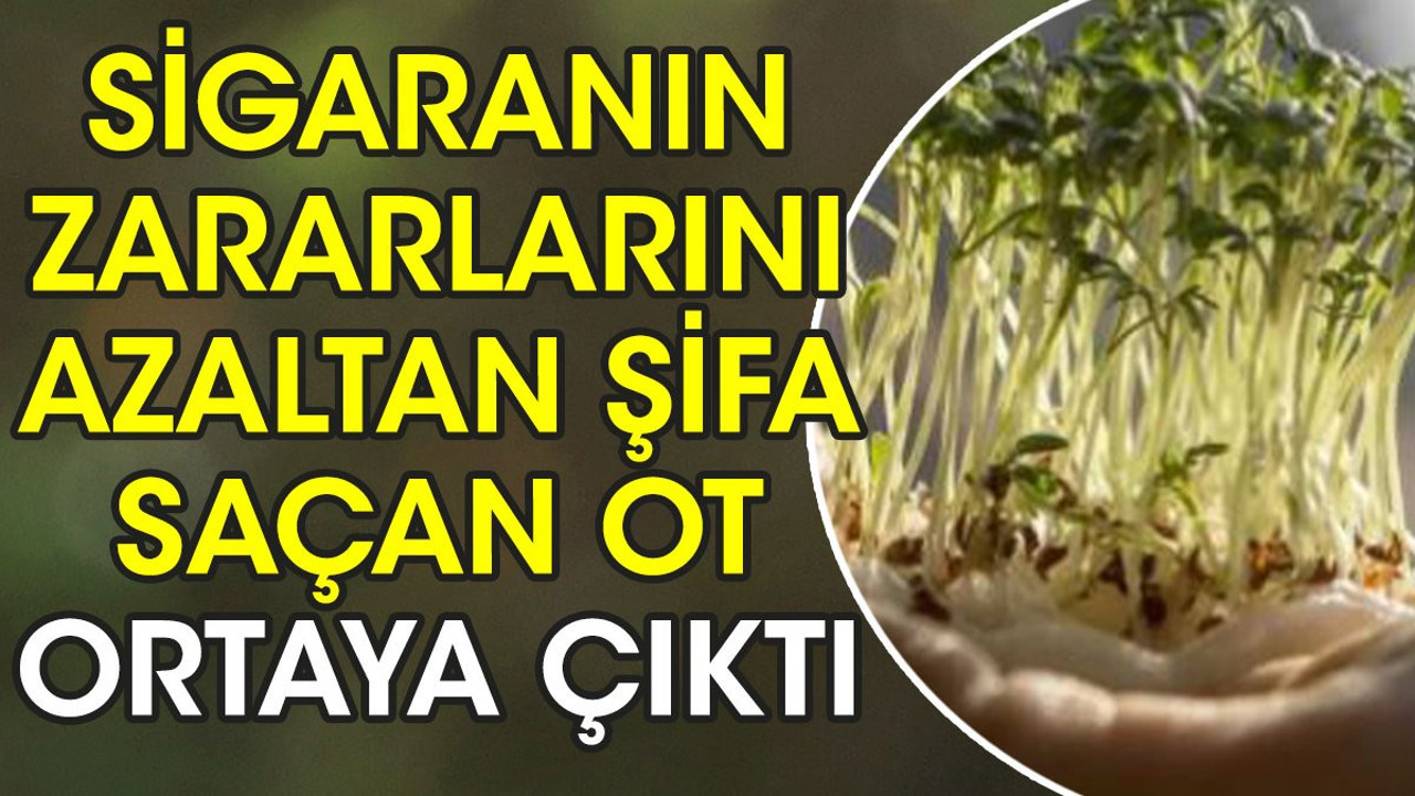 Sigaranın zararlarını azaltır. Suyu saç dökülmesini ve kepeklenmeyi önlüyor. İşte şifa saçan ot