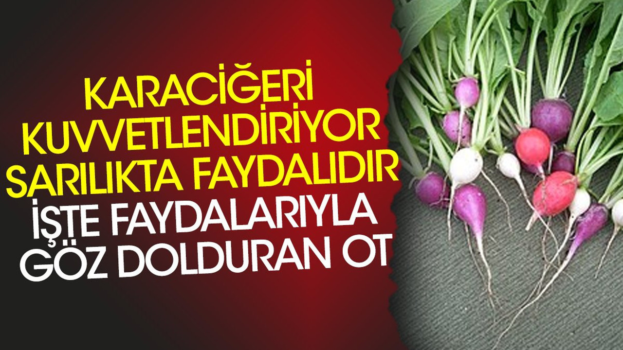 Karaciğeri kuvvetlendiriyor. Sarılıkta faydalıdır. İşte faydalarıyla göz dolduran ot