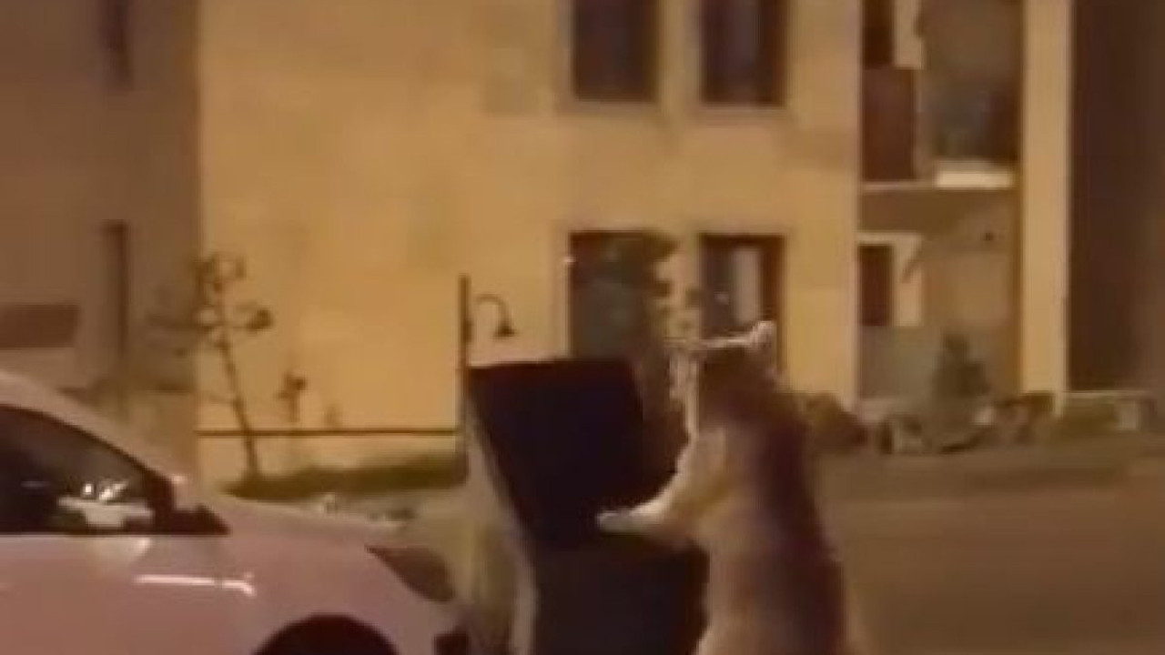 Kars'ta şehre inen ayı çöp konteynerini alıp götürüyordu