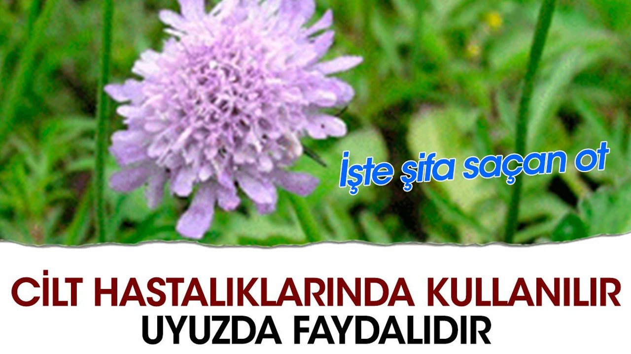 Cilt hastalıklarında kullanılır. Uyuzda faydalıdır. İşte şifa saçan ot