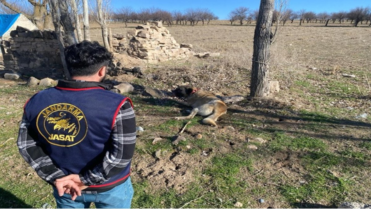 Nevşehir'de bahisle köpek dövüştüren 9 kişi yakalandı