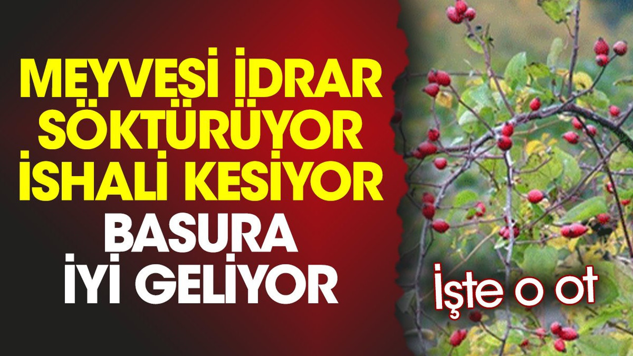 Meyvesi idrar söktürüyor. İshali kesiyor. Basura iyi geliyor. İşte o ot