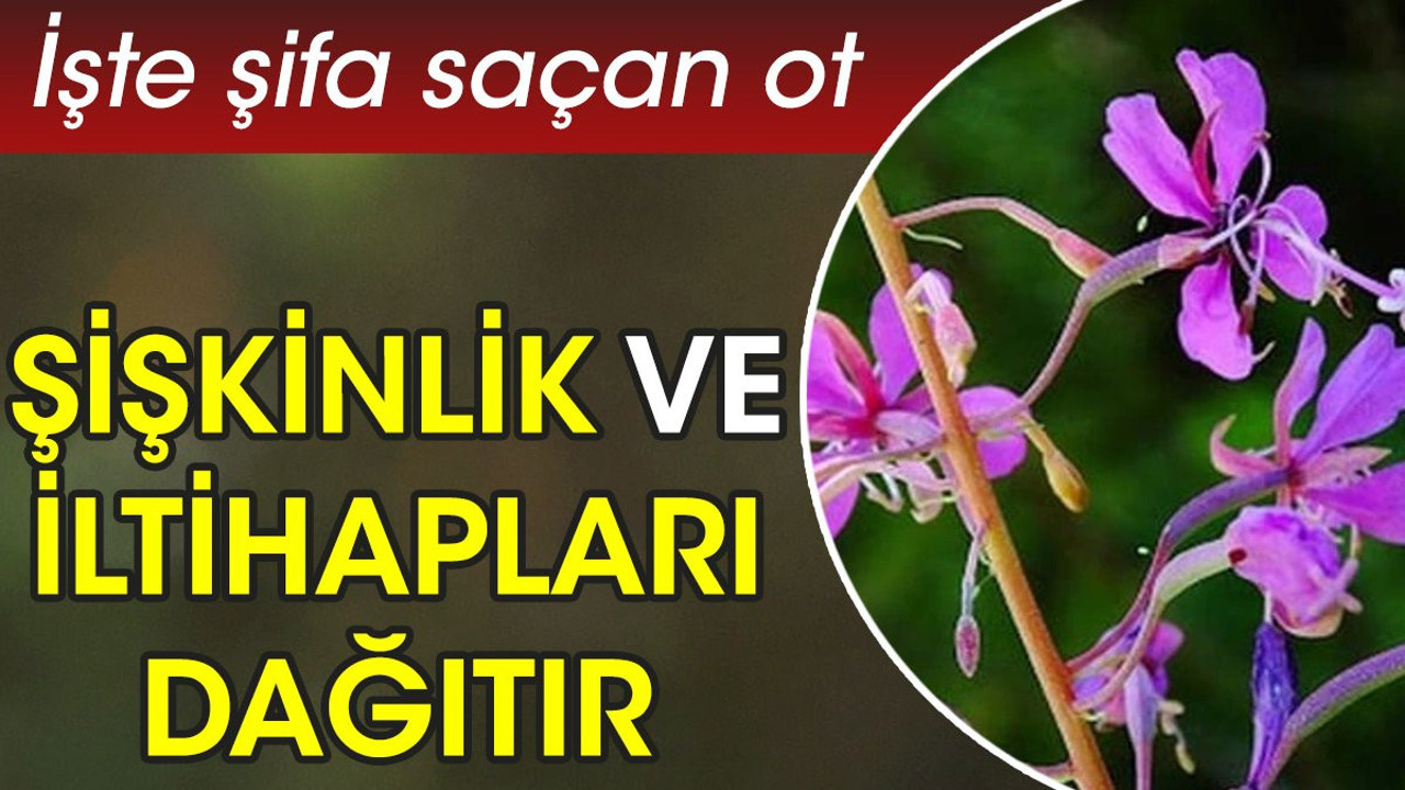 Şişkinlik ve iltihapları dağıtır. İşte şifa saçan ot