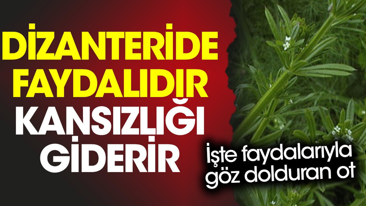 Dizanteride faydalıdır. Kansızlığı giderir. İşte faydalarıyla göz dolduran ot