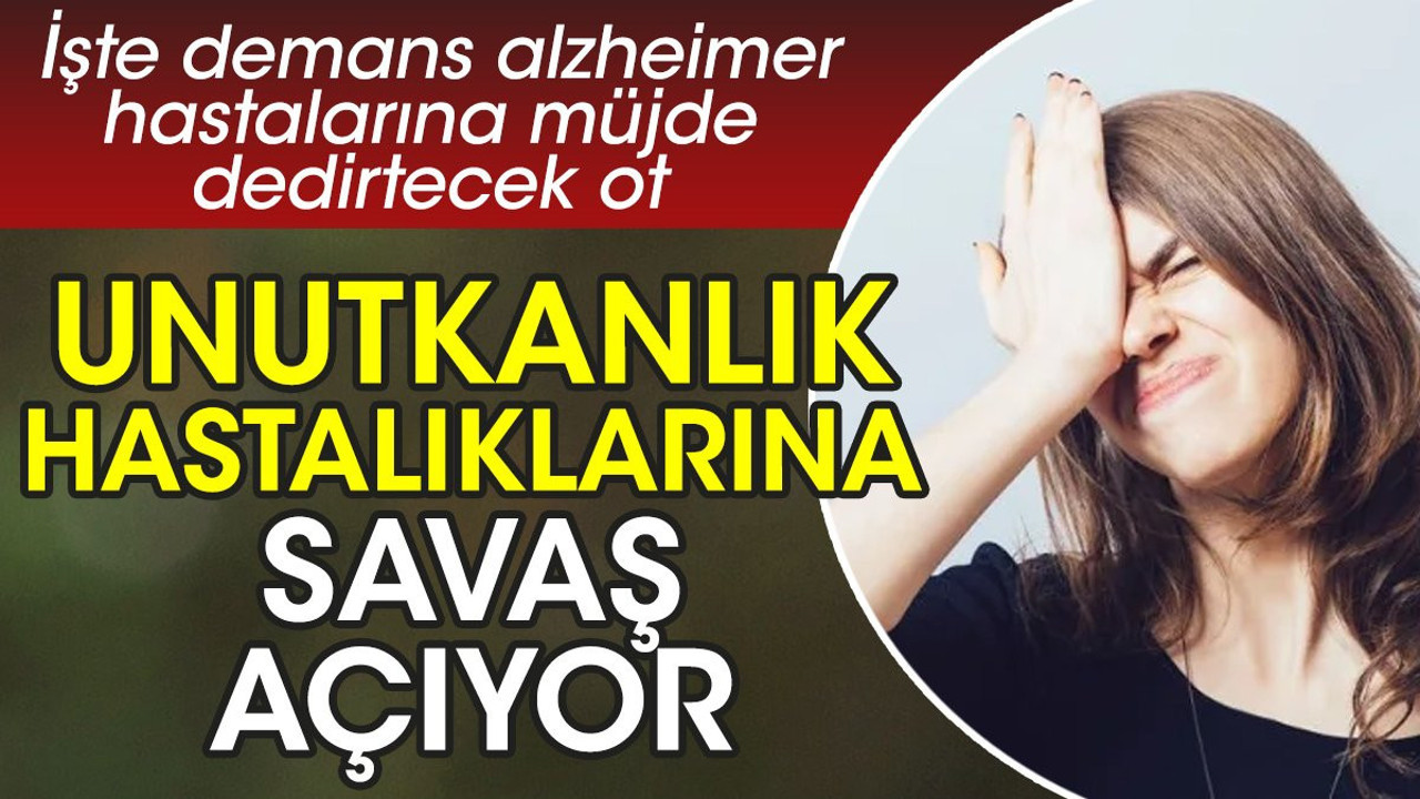 Unutkanlık hastalıklarına savaş açıyor. İşte demans alzheimer hastalarına müjde dedirtecek ot