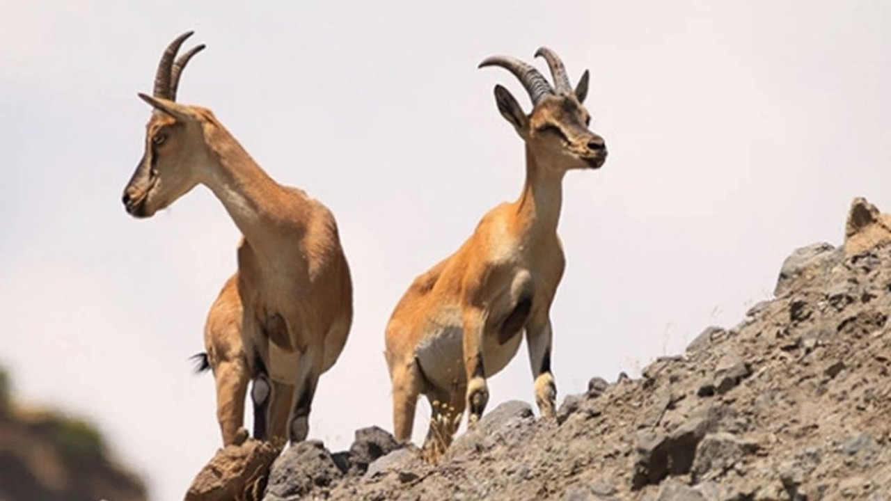 5 yaşındaki yaban keçisini avlayan şahıs unutamayacağı bir ceza aldı