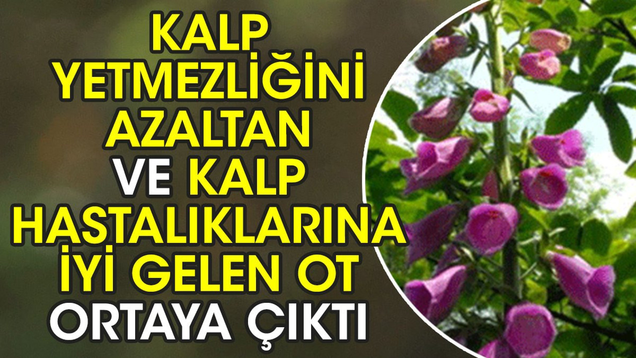 Kalp yetmezliğini azaltan ve kalp hastalıklarına iyi gelen ot ortaya çıktı