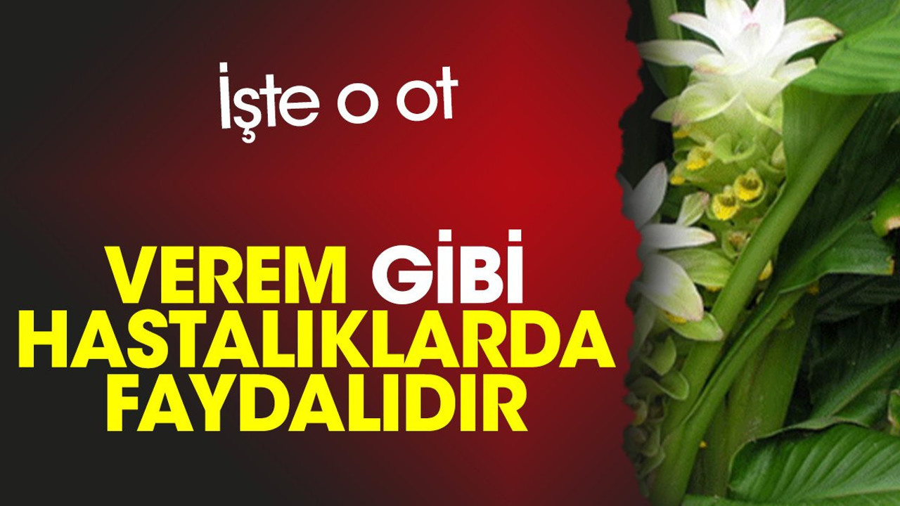 Verem gibi hastalıklarda faydalıdır. İşte o ot