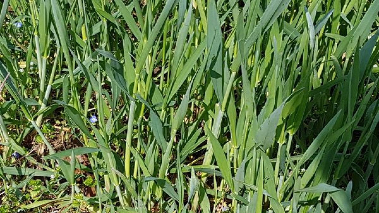 Cilt rahatsızlıklarına şifa oluyor. Egzamayı iyileştiriyor. İşte mucize ot