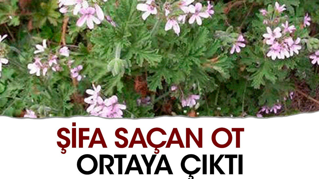 İshali kesiyor. Hazımsızlığı gideriyor. Sindirimi kolaylaştırıyor. Şifa saçan ot ortaya çıktı