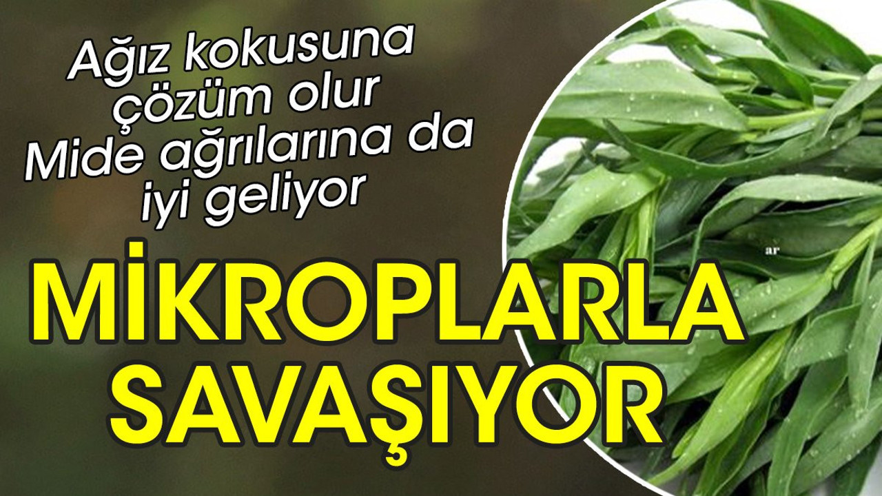 Ağız kokusuna çözüm olur. Mide ağrılarına da iyi geliyor. Mikroplarla savaşıyor. İşte o ot