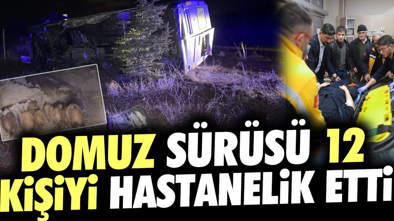 Domuz sürüsü 12 kişiyi hastanelik etti
