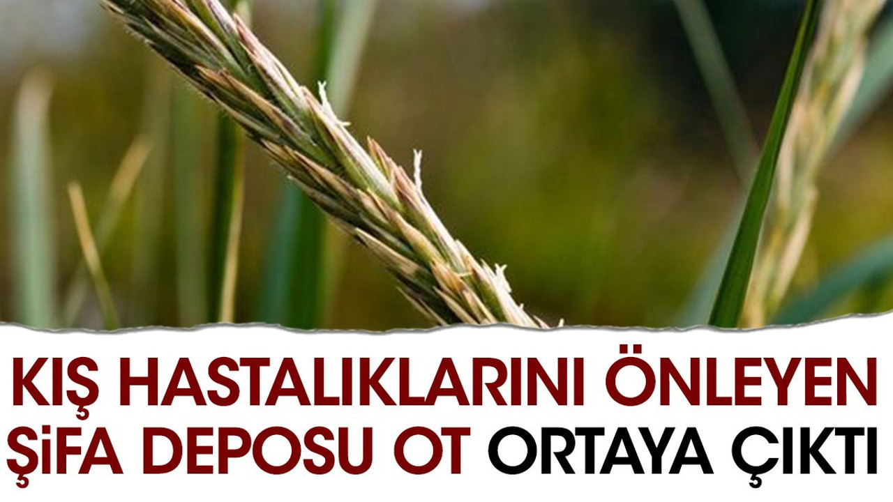 Kış hastalıklarını önleyen şifa deposu ot ortaya çıktı