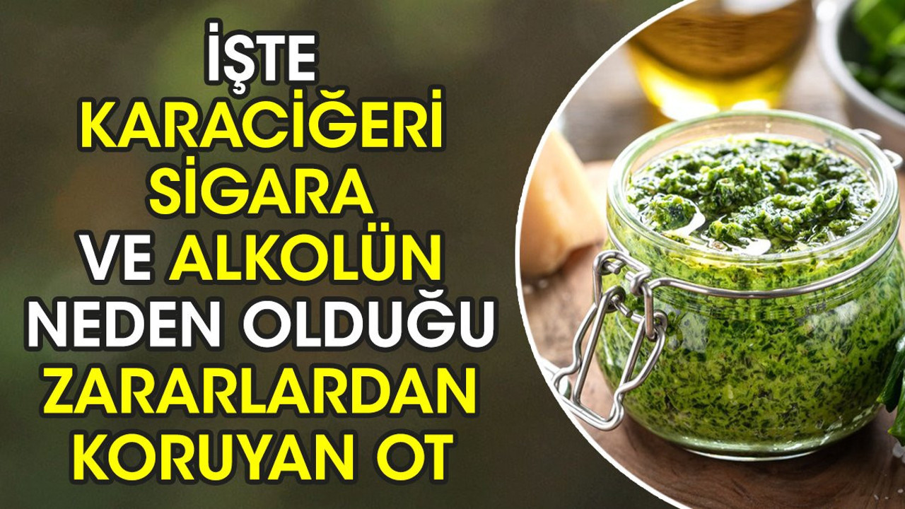 İşte karaciğeri sigara ve alkolün neden olduğu zararlardan koruyan ot