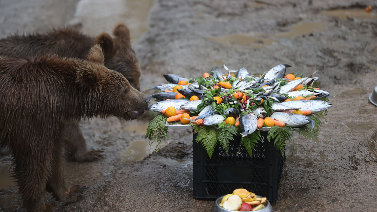 Bursa'da yavru ayıların doğum günü kutlandı