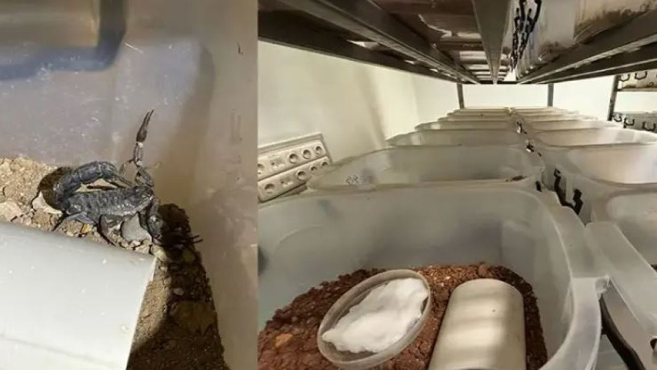 Türkiye, Avrupa'ya 'akrep serumu' ihraç edecek