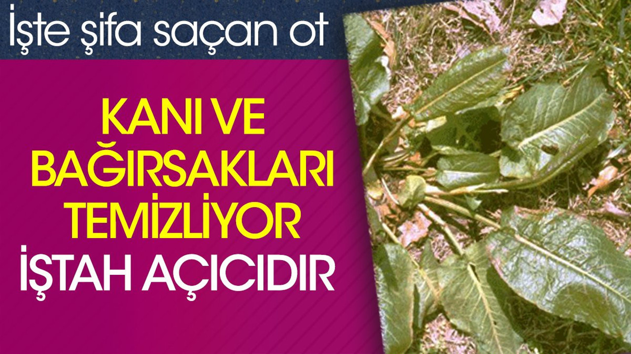 Kanı ve bağırsakları temizliyor. İştah açıcıdır. İşte şifa saçan ot
