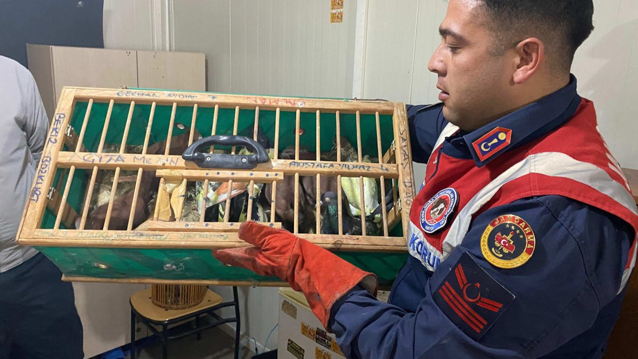 Jandarma otomobilde ele geçirildi! Hint horozu, keklik, güvencin ne ararsan var