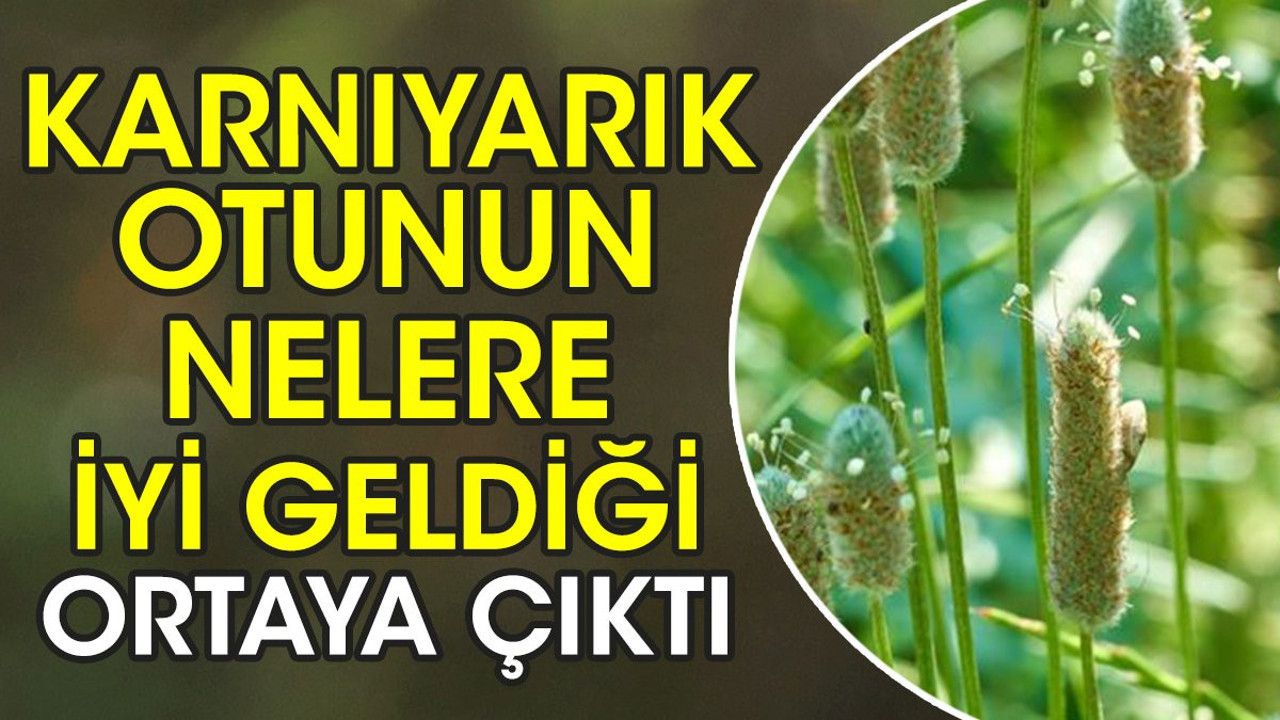 Karnıyarık otunun nelere iyi geldiği ortaya çıktı