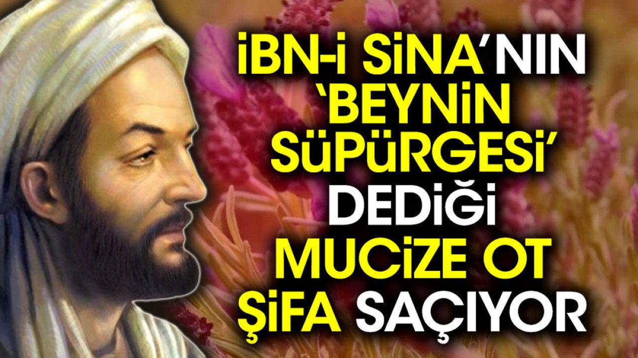 İbn-i Sina’nın ‘beynin süpürgesi’ dediği mucize ot şifa saçıyor