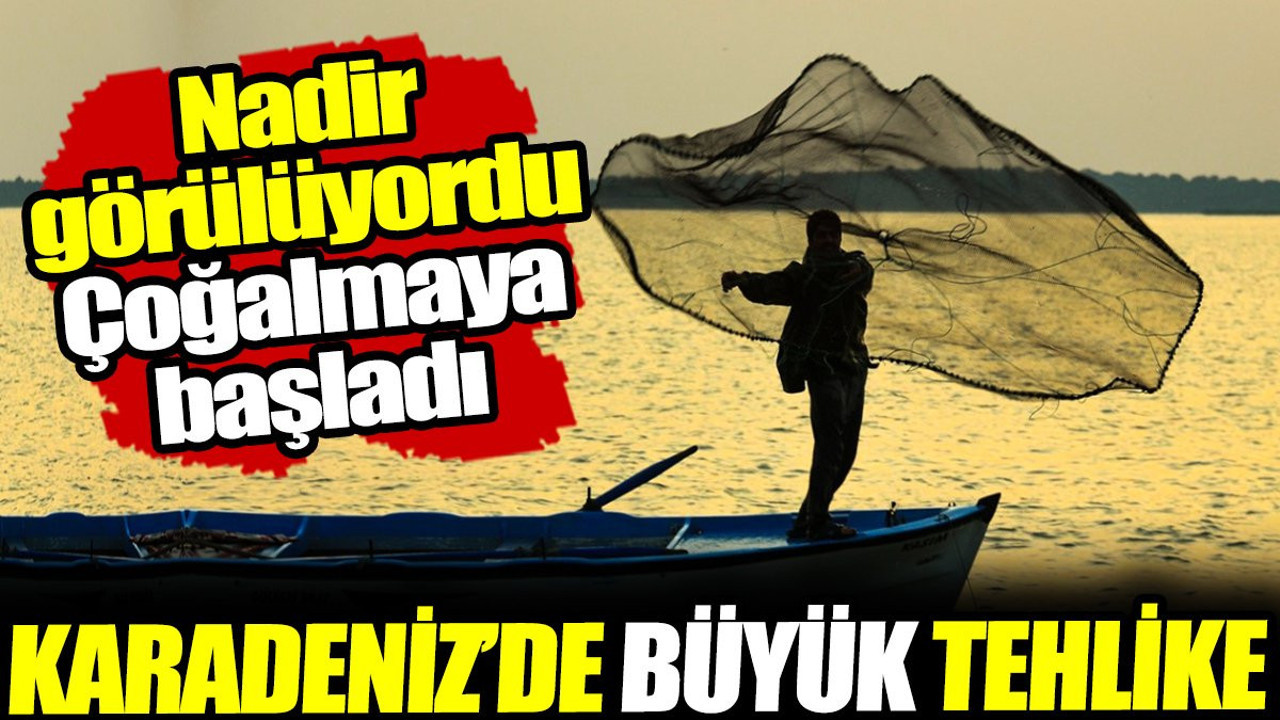 Karadeniz'de büyük tehlike! Nadir görülüyordu, çoğalmaya başladı