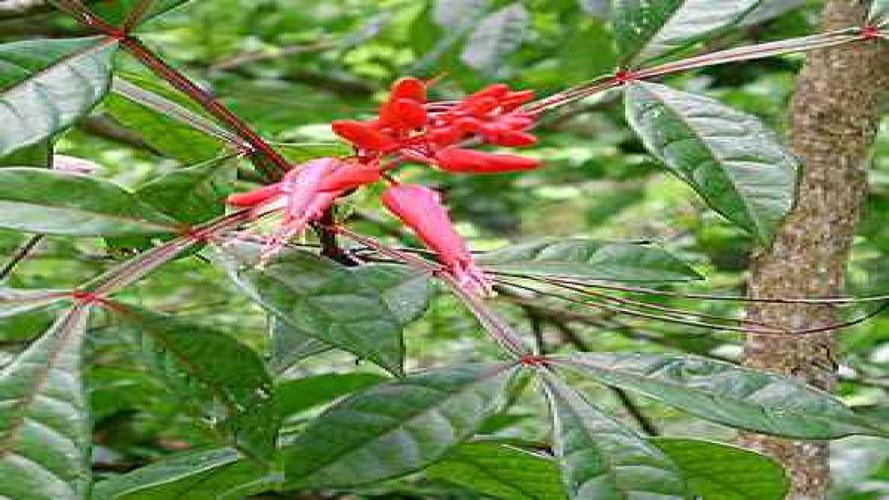 Haşere kabusuna son. Öldüren ve kaçıran ot ortaya çıktı