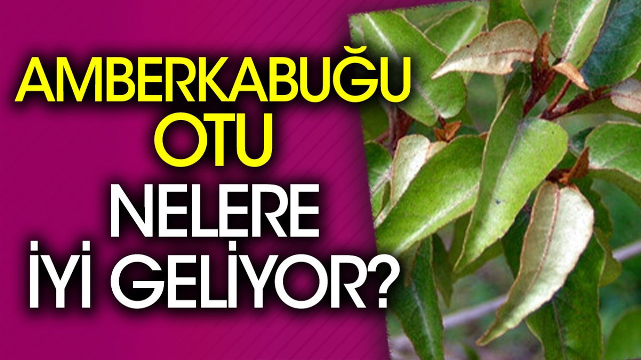Amberkabuğu otu nelere iyi geliyor?