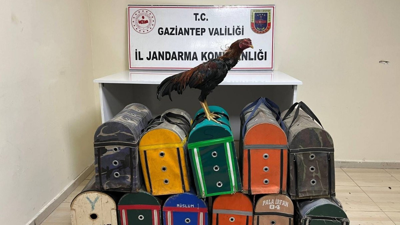 Horoz dövüştürüp bahis oynayan 26 kişiye 180 bin TL ceza