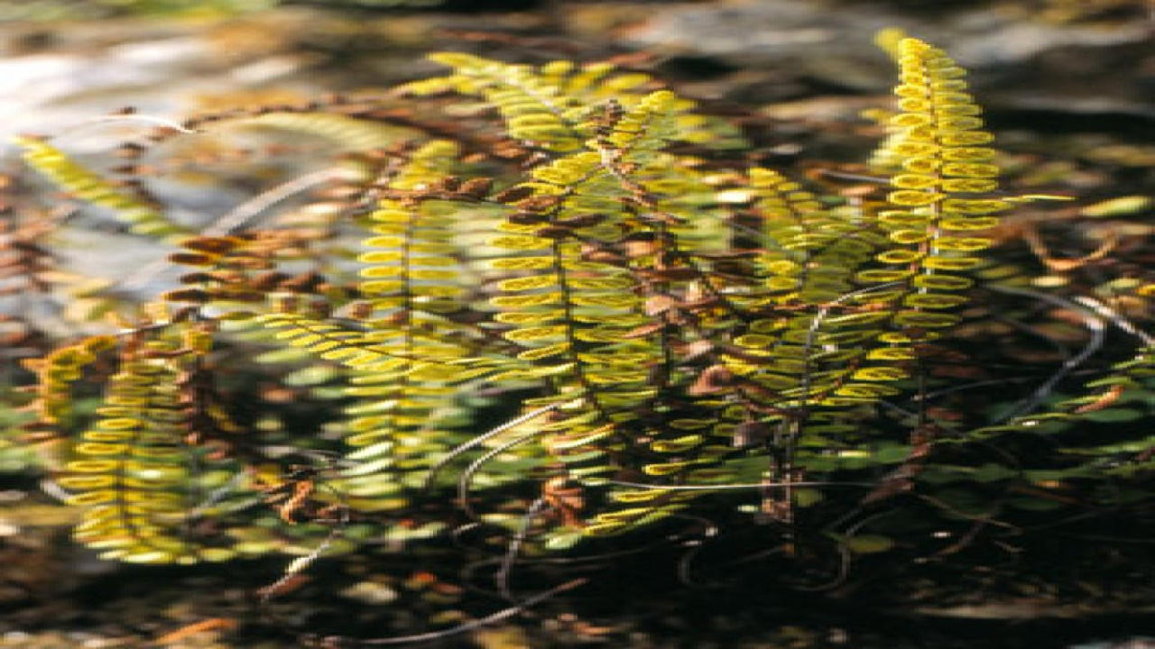 Hindçörek otunu böyle kullanın. Saç dökülmesi derdinize deva olsun