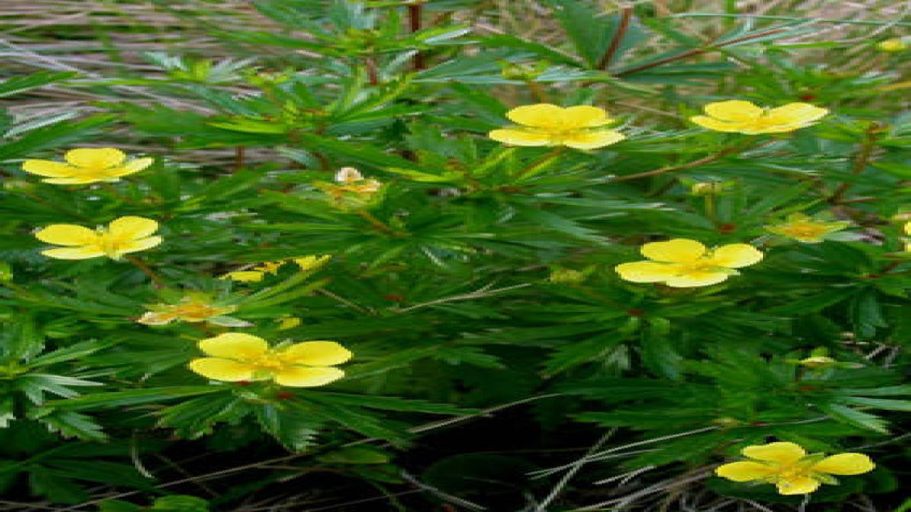 Gümüş otunu böyle kullanın kabızlığınız tarihe karışsın