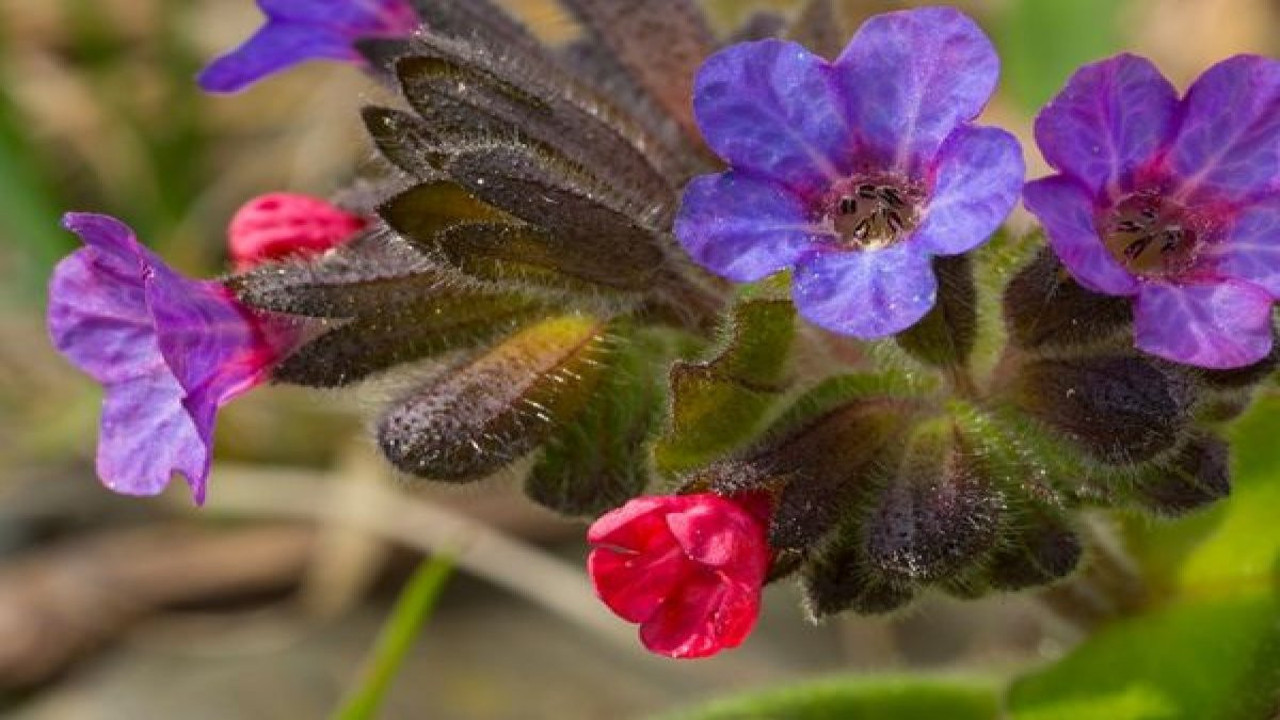 Verem tedavisinde kullanılan mucize ot ortaya çıktı