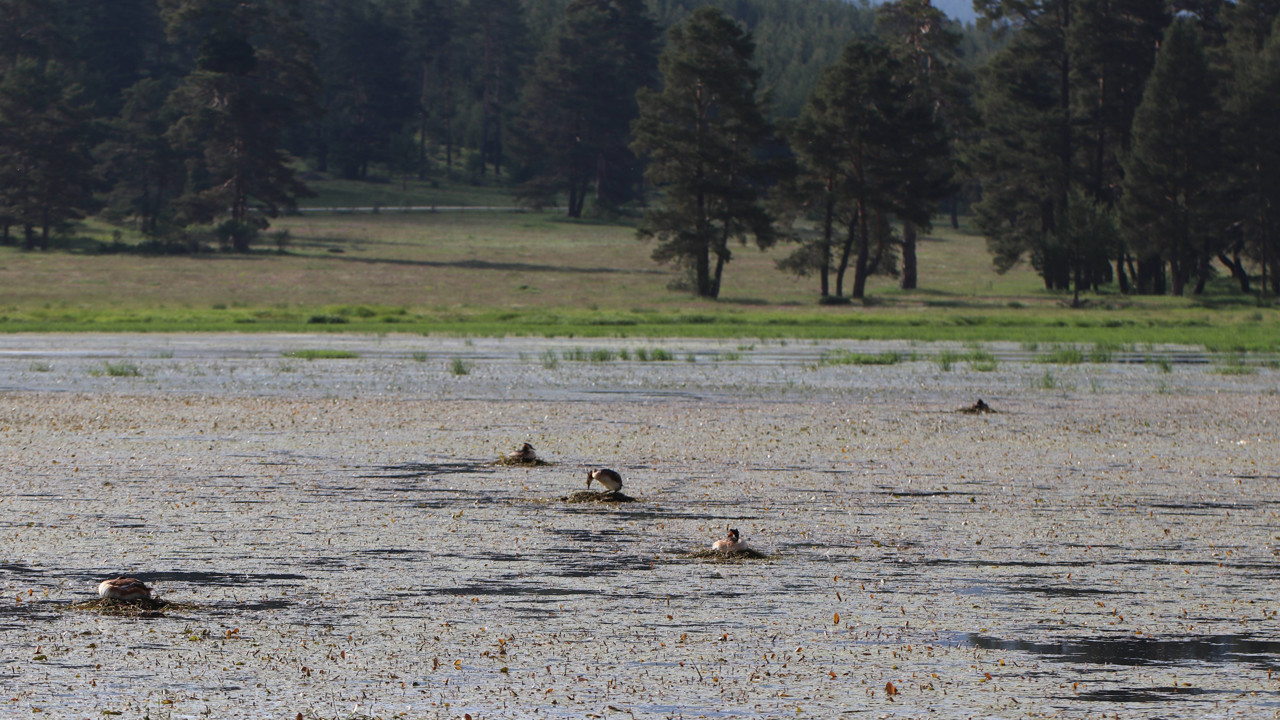Bolu'da istilacı bitki türü keşfedildi