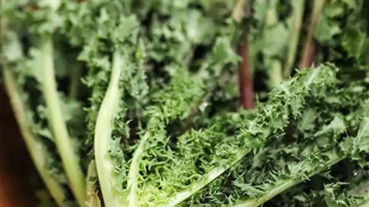 Çoban düdüğü otunu böyle kullanın kabızlığınız tarihe karışsın