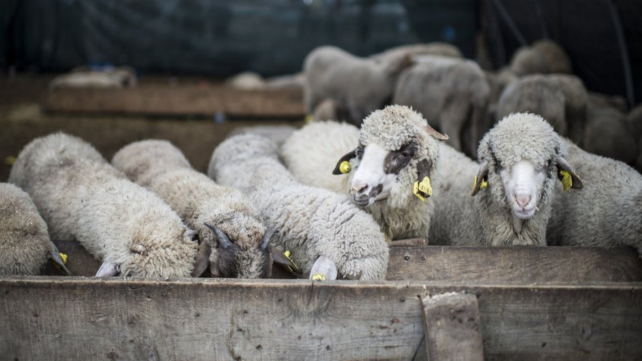 Küçükbaş kurbanlık en az 15 bin TL olacak. Kurbanınızı şimdiden alın