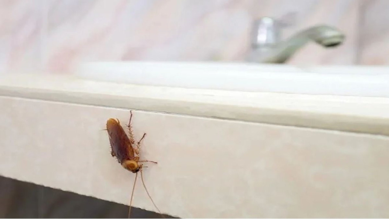 Hamam böcekleri kaçacak delik arayacak. Bu kokuya asla dayanamıyorlar