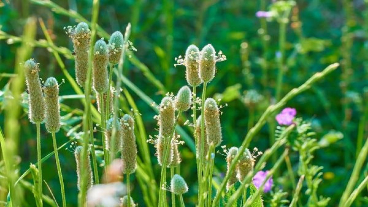 Çıbanları iyileştiren mucize ot ortaya çıktı (19 Mart 2024)