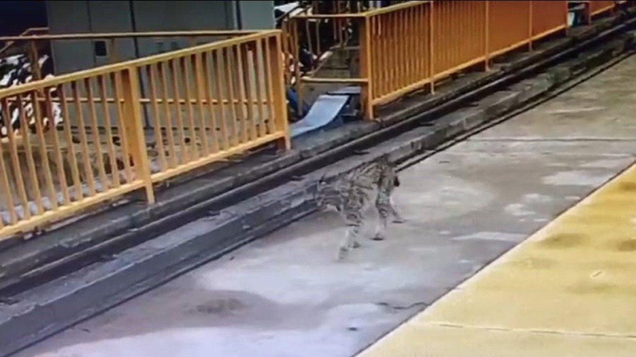 Kotanlı Barajı'nın misafiri Vaşak