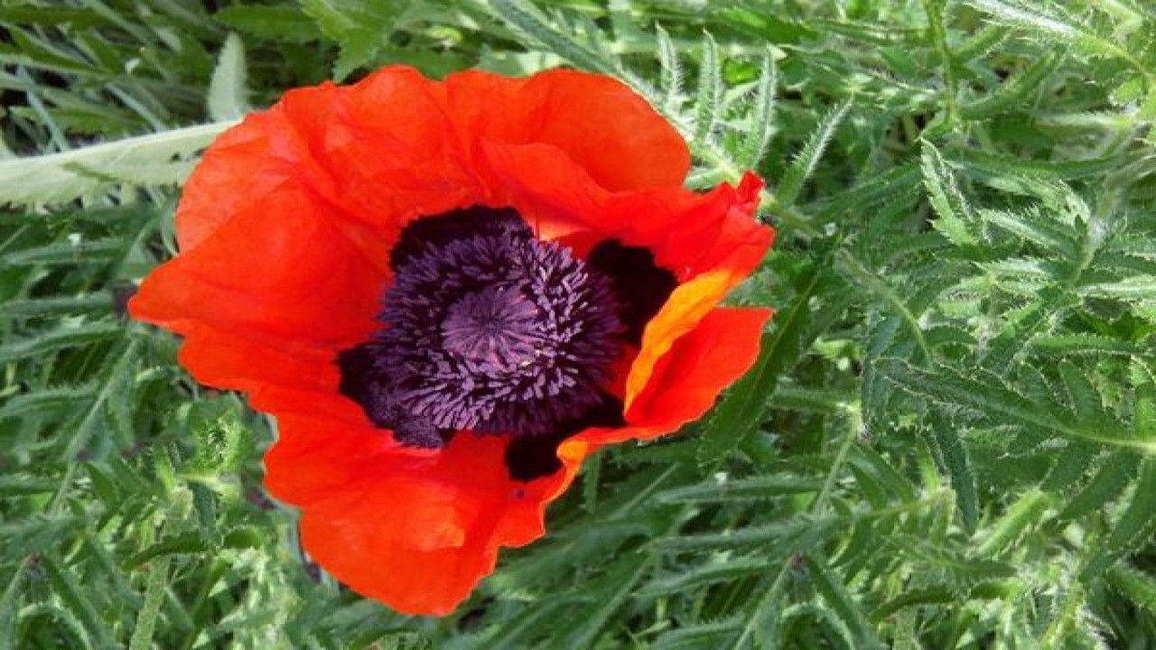 Mucize otu böyle kullanın kanamayı şıp diye kessin