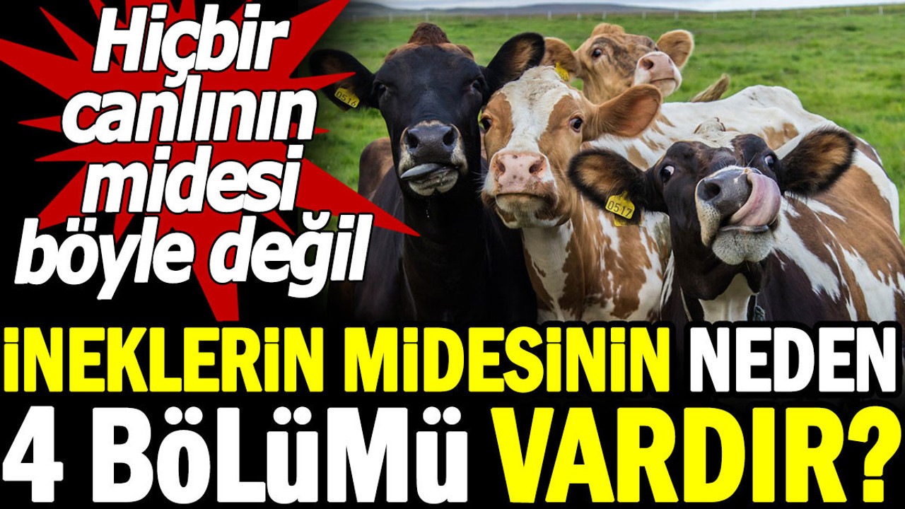 İneklerin midesinin neden 4 bölümü vardır? Hiçbir canlının midesi böyle değil