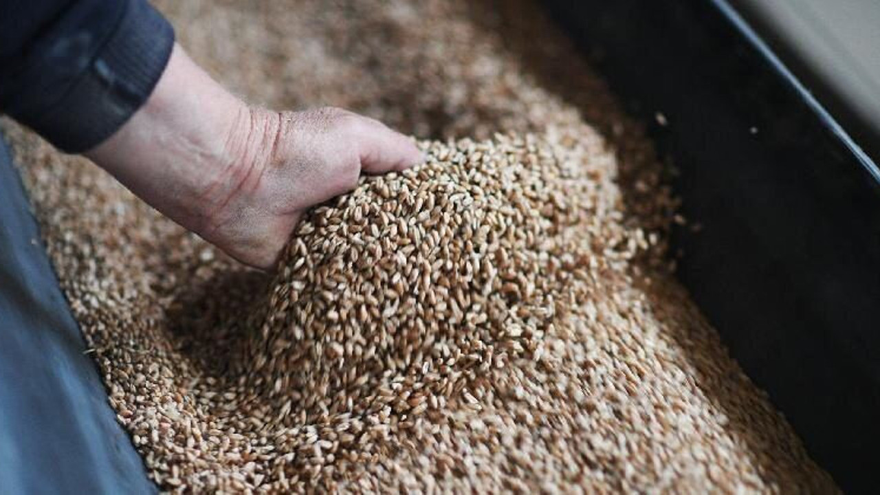 AB, Rus tahılını yasaklamak üzere